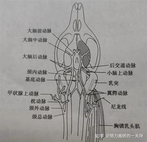 Image result for Alien Science Diagram
