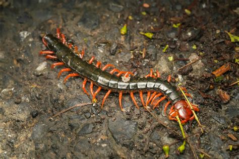 Centipedes & Millipedes (Pest Library) - Agent Pest Control