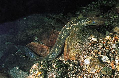 海七鳃鳗(Petromyzon marinus) - 鱼类资料库