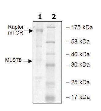 mTOR/Raptor/MLST8 human recombinant, expressed in baculovirus infected ...