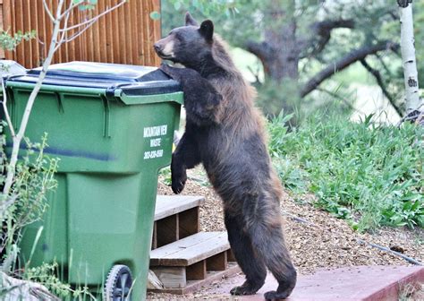 Image result for Bear Program