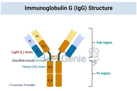 Understanding Immunoglobulin Antibodies: Structure, Function, and Types ...