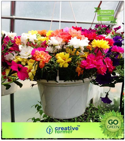 Flower Seeds Buy Online In India at Jasper Saranealis blog