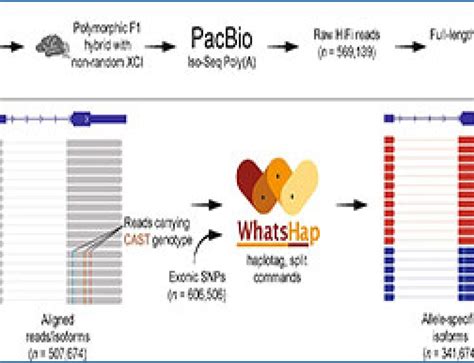 Image result for Split Pool Barcoding