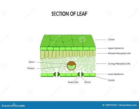 Plant Leaf Cross Section