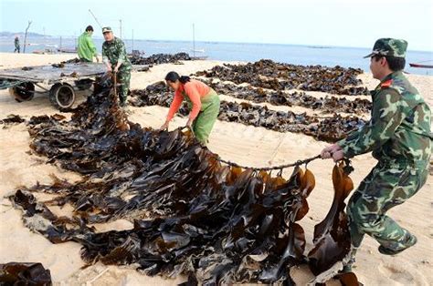 边防民警帮助渔民抢收海带