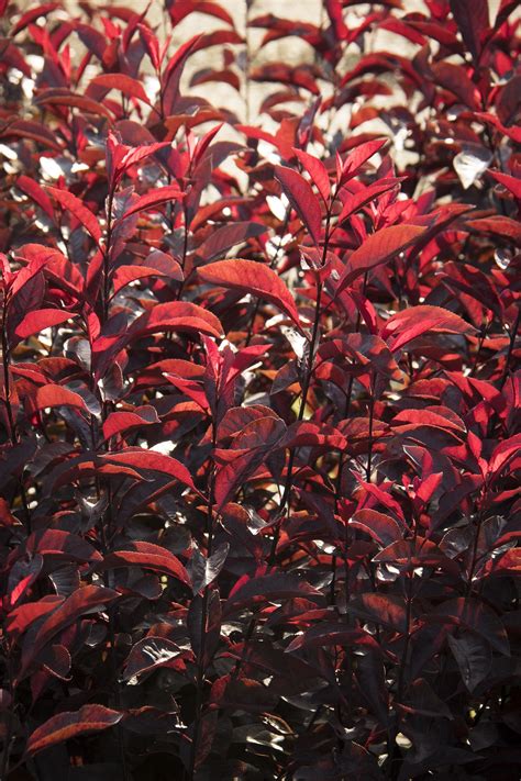 Names Plants Red Leaves