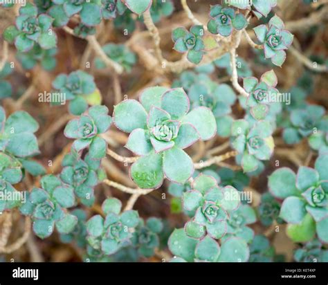 Aeonium haworthii 'Kiwi' (Aeonium Kiwi Pinwheel) succulent plant at the Muttart Conservatory in ...