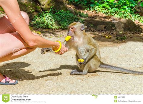 喂养小猴子用香蕉的少妇 库存照片. 图片 包括有 手指, 巴厘岛, 提供, 敌意, 背包, 印度尼西亚, 果子 - 54597602