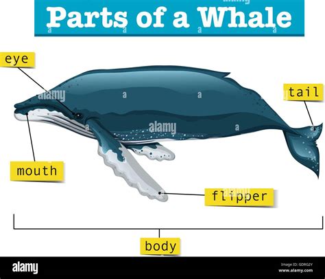 Diagram showing parts of whale illustration Stock Vector Image & Art - Alamy