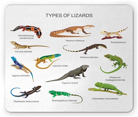 Image result for Lizard CPR