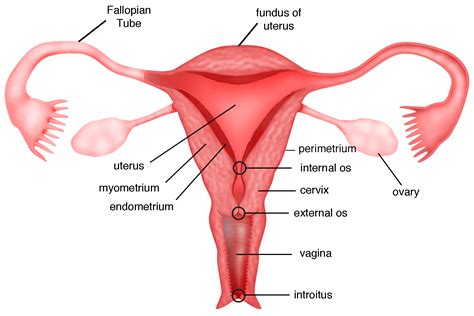 Image result for Female Reproductive System Main Organs