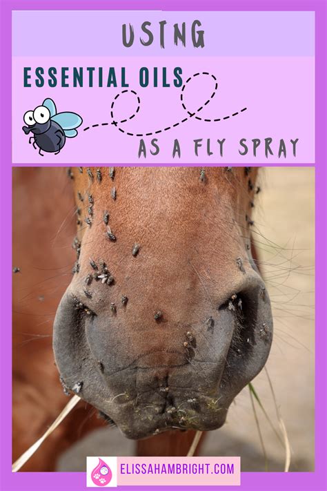 Fly Spray 的图像结果