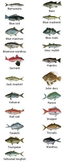Image result for Fish in Turtle Python