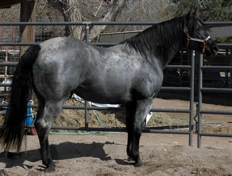 Blue Roan Horses Ideal Blue Roan Filly With A Beautiful Mind