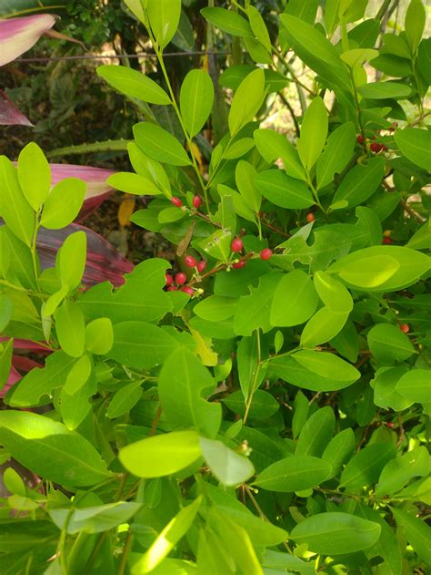 Cientific plantation of coca plants. : r/druggardening