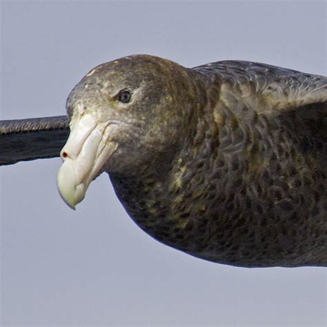 Antarctica & South America: Southern Giant Petrel