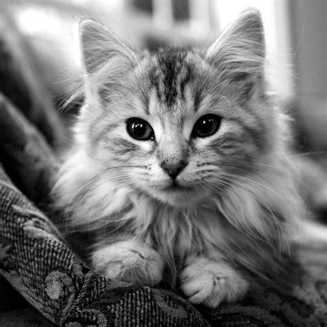 Black and White Cat Wallpapers - Top Free Black and White Cat ...