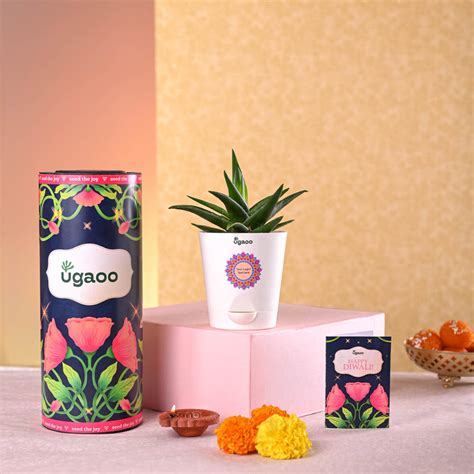 Aloe Vera Mini Plant Diwali Gift – Ugaoo