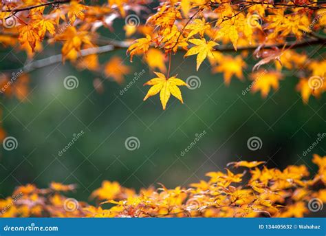 Maple leaf in autumn color stock photo. Image of morning - 134405632