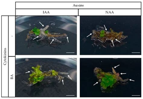 Horticulturae | Special Issue : Tissue Culture and Micropropagation ...
