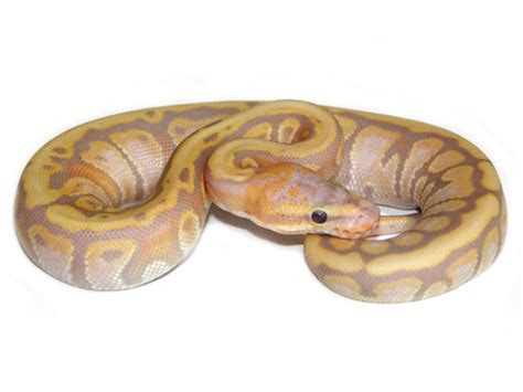 Pythonidae Ball Python 的图像结果
