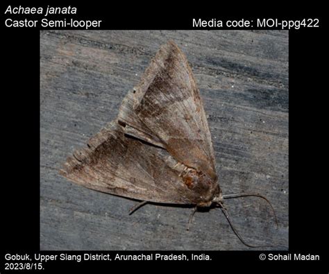 Achaea janata | Moths