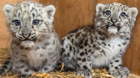 Snow Leopards Cubs