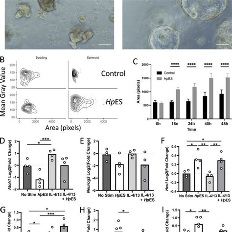 Image result for ISC Cell