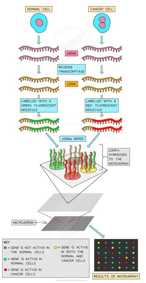Microarray Technology a Level 的图像结果