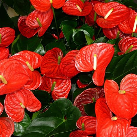Dwarf Anthurium Jumbo Red Indoor/Outdoor Live Plant – Bees Plant Hub