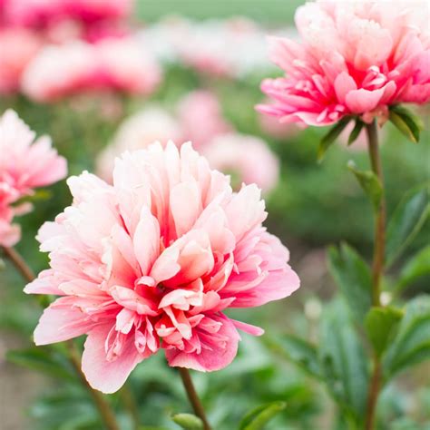 Peonies That Bloom All Summer: The Ultimate Guide - dominique-swain-jub