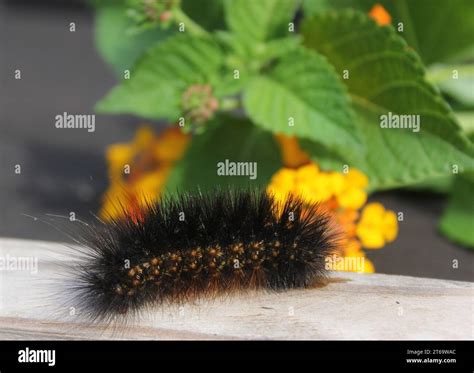 Salt Marsh Caterpillar on Wooden Fence With Yellow Flowers Estigmene ...