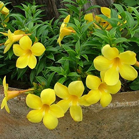 MaliaGarden Live Allamanda Yellow Flower - 1 Plant - Creeper Golden ...