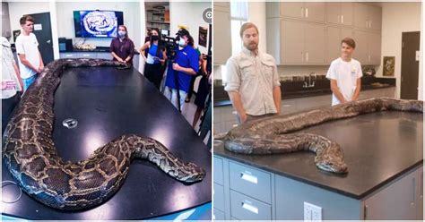 Image result for Largest Python Captured