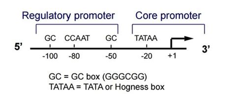 Eukaryotic transcription factors fall into two categories. Which factors must always be present as t