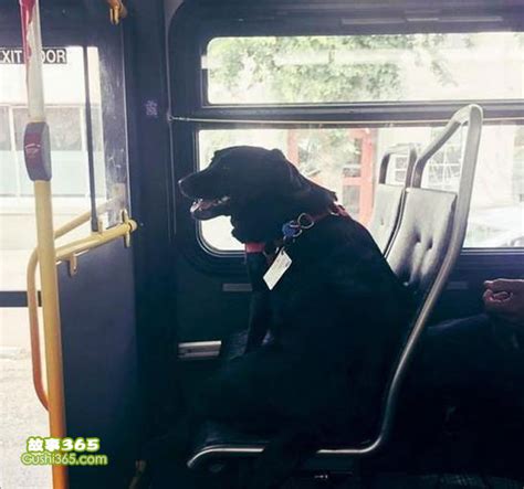 单身狗的坐公交车 - 趣发现 - 故事365