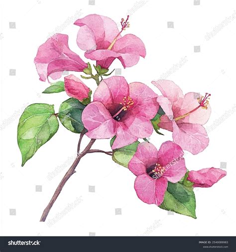 Bougainvillea Flower Drawing Bougainvillea Illustration Images Free