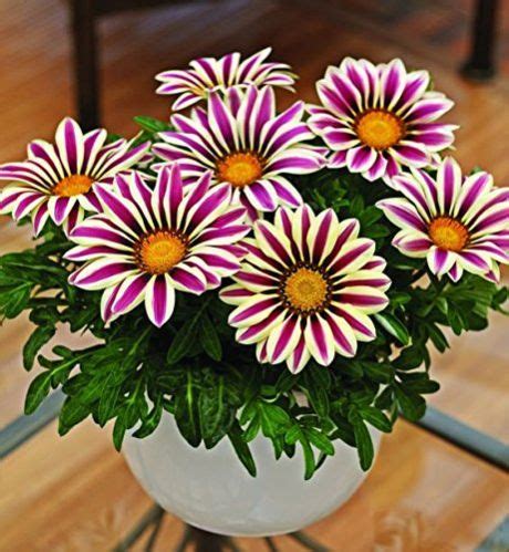 Wholesale Garden Flowers Supplier from East Godavari India