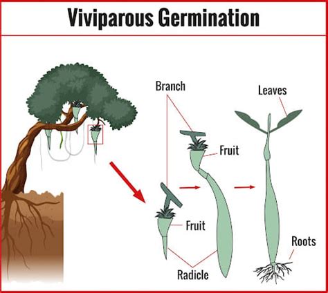 Characteristics of Mangroves - Environment Notes