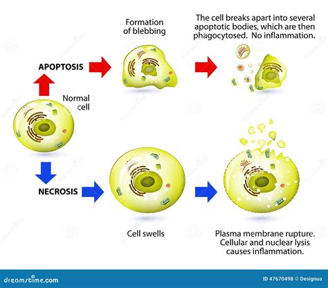 Apoptosis and Necrosis. Difference. Stock Vector - Illustration of mechanism, apoptosis: 47670498 - illustration of mechanism of death