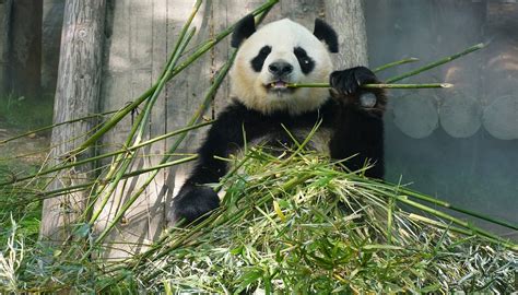SHANGHAI WILD ANIMAL PARK (2026) All You Need to Know BEFORE You Go ...