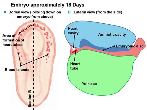 Image result for Heart Development Process