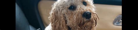 Image result for Groom Cockapoo Feet