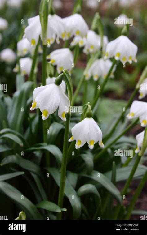 Image result for Spring Snowflake