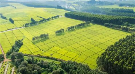 Browns Investments PLC makes first investment in Kenya with agreement ...