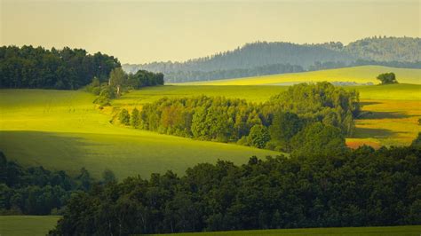 Wallpaper trees, grass, field, nature, green hd, picture, image