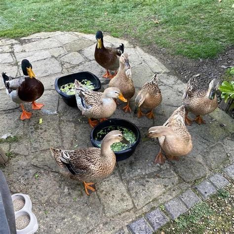 Trusted House Sitters Review - Must Read This Before Buying