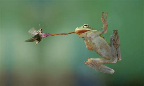 Frog Catching Insect With Tongue