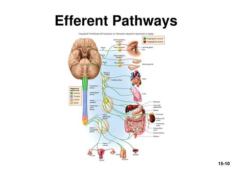 PPT - Autonomic Nervous System: Effects, Reflexes & Control PowerPoint ...